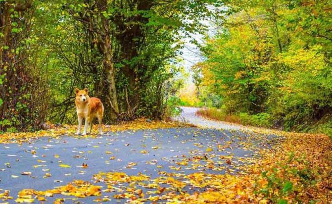 روستای نقله بر، جنگل نقله بر گیلان، نقله بر رستم آباد شمالی، جنگل نقله بر رستم آباد شمالی